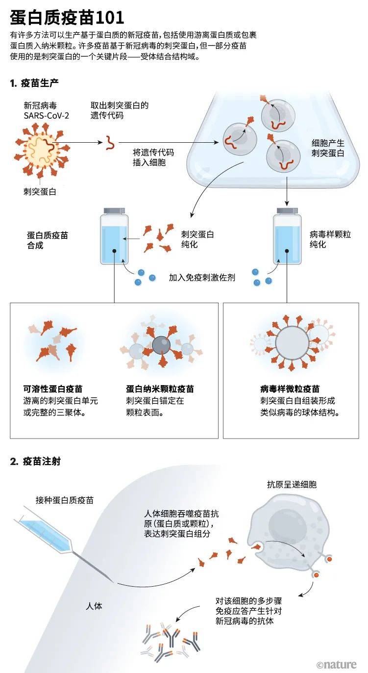 比mrna疫苗更具优势的新冠蛋白质疫苗来了