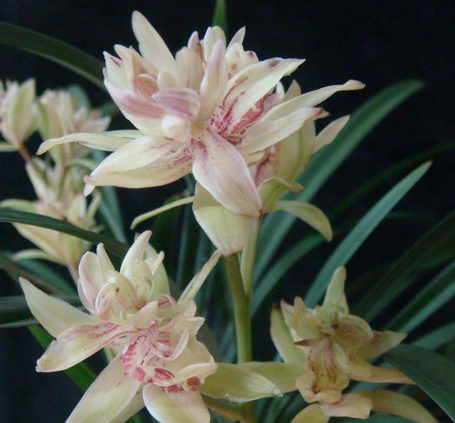 原创最奇特漂亮的兰花富山奇蝶比绿萝好养比桂花更香