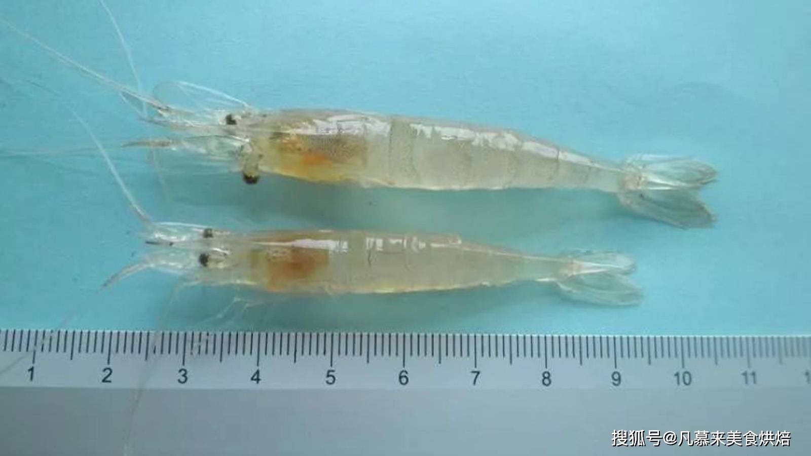 原创虾的种类有哪些25种常见虾河虾海虾哪种最好吃你吃过哪几种