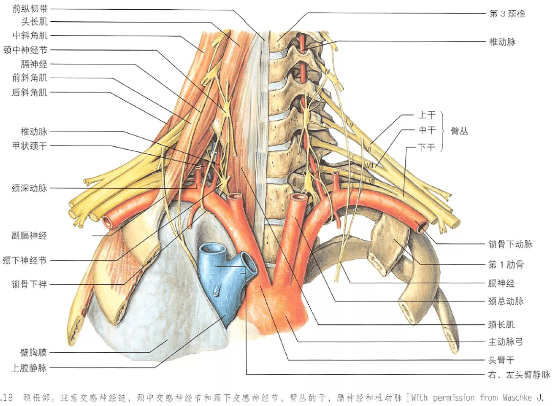 颈根部