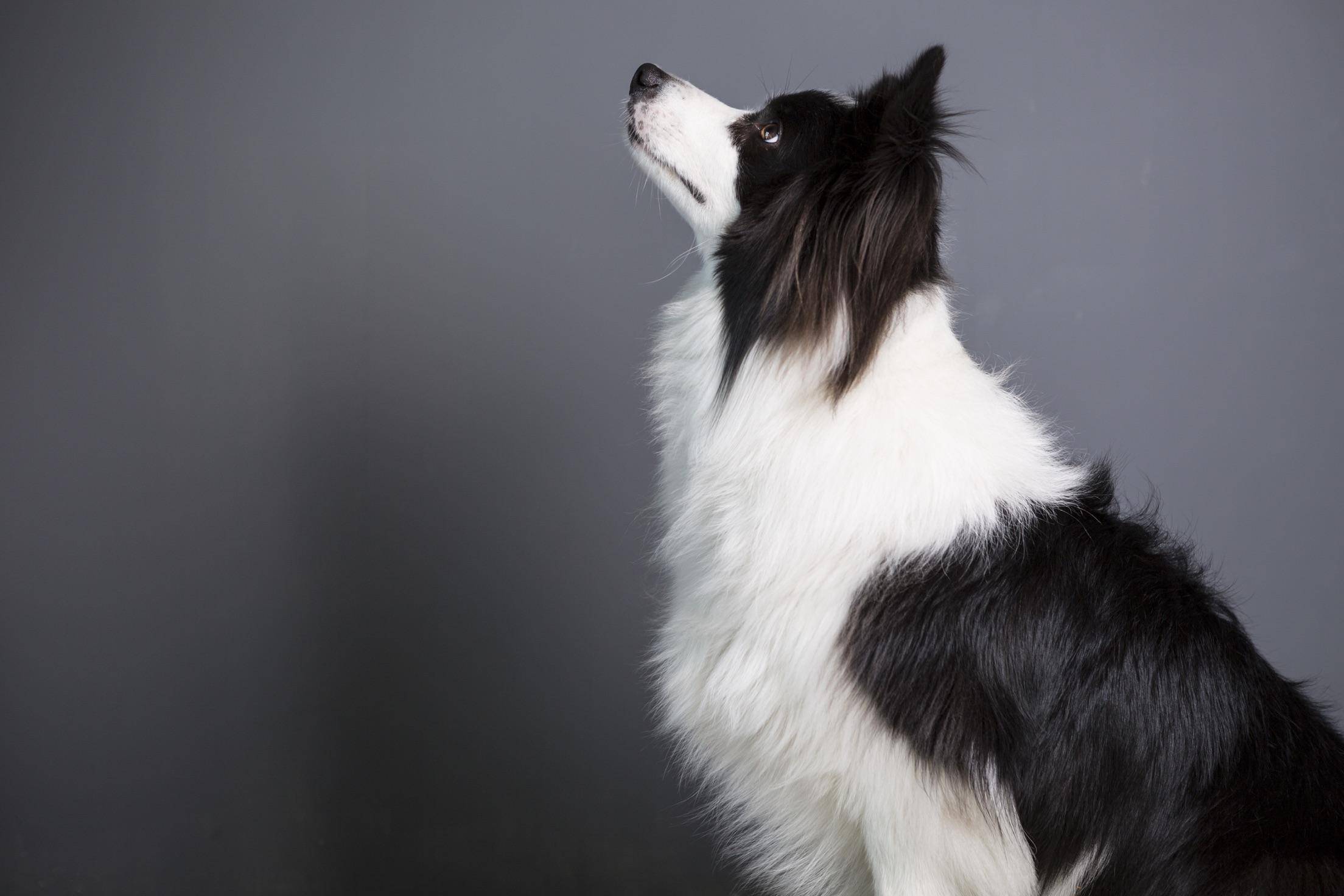 原创智力超群又独具颜值的边境牧羊犬为何饲养它的人越来越少了