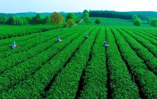 茶叶系列(二 天贵茶业二—开阳县电子商务公共服务中心