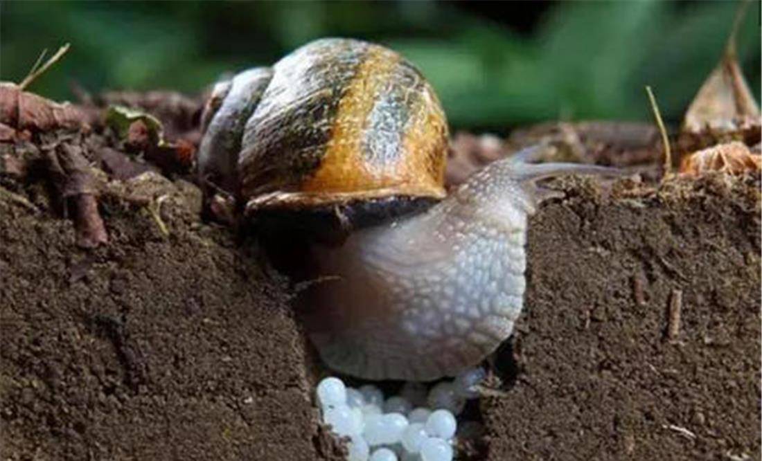 原创北京网友发现蜗牛从"嘴"里吐出蛋?一次产卵100-200个