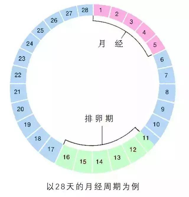 什么是排卵期想怀孕该选哪天同房