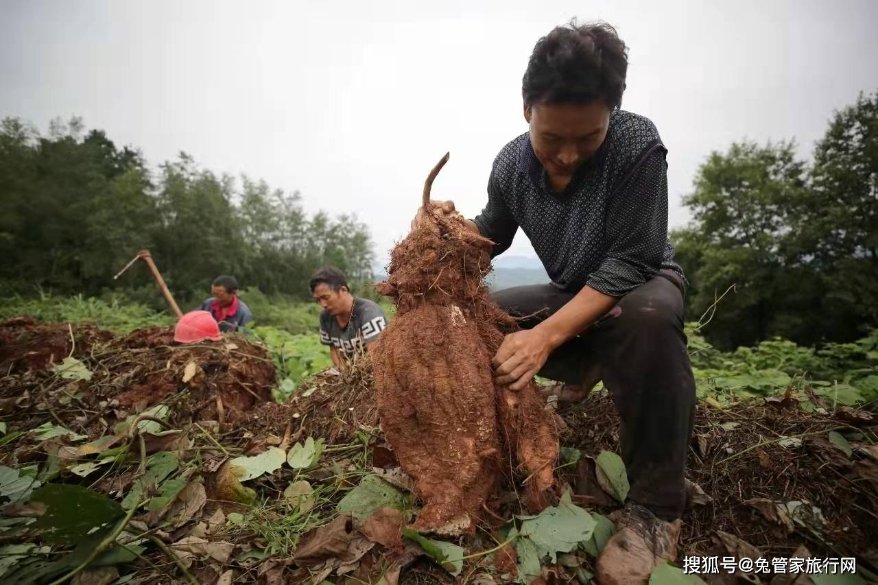 张家界深山的"千年人参"在湖南卫视5分钟卖21吨_葛根_葛洪_山里人