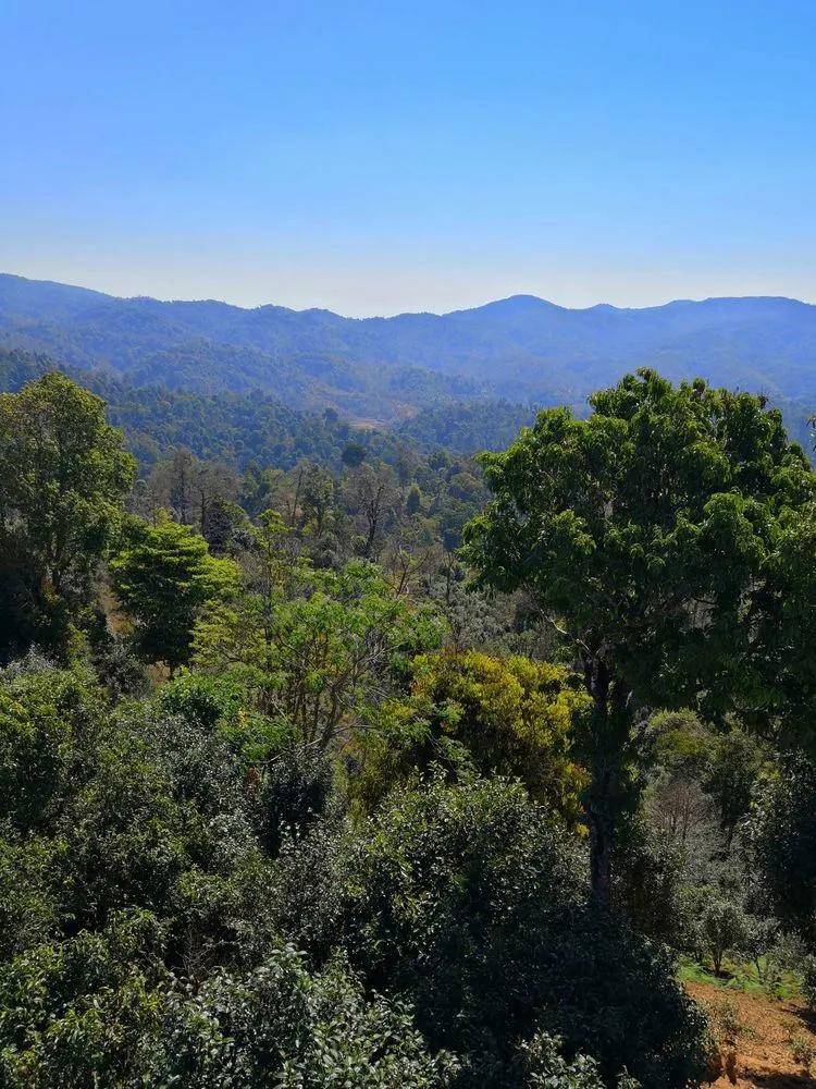 【干货分享】勐海勐宋贺开古茶园(多图欣赏)_茶山_新