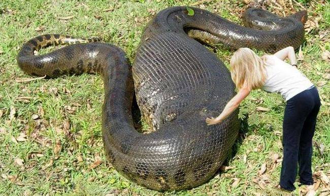 我们都知道毒蛇的毒液具有珍贵的药用价值,而这种黑眉蝮蛇的毒液毒性