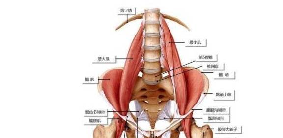 身体这四块肌肉你越锻炼身体越有问题