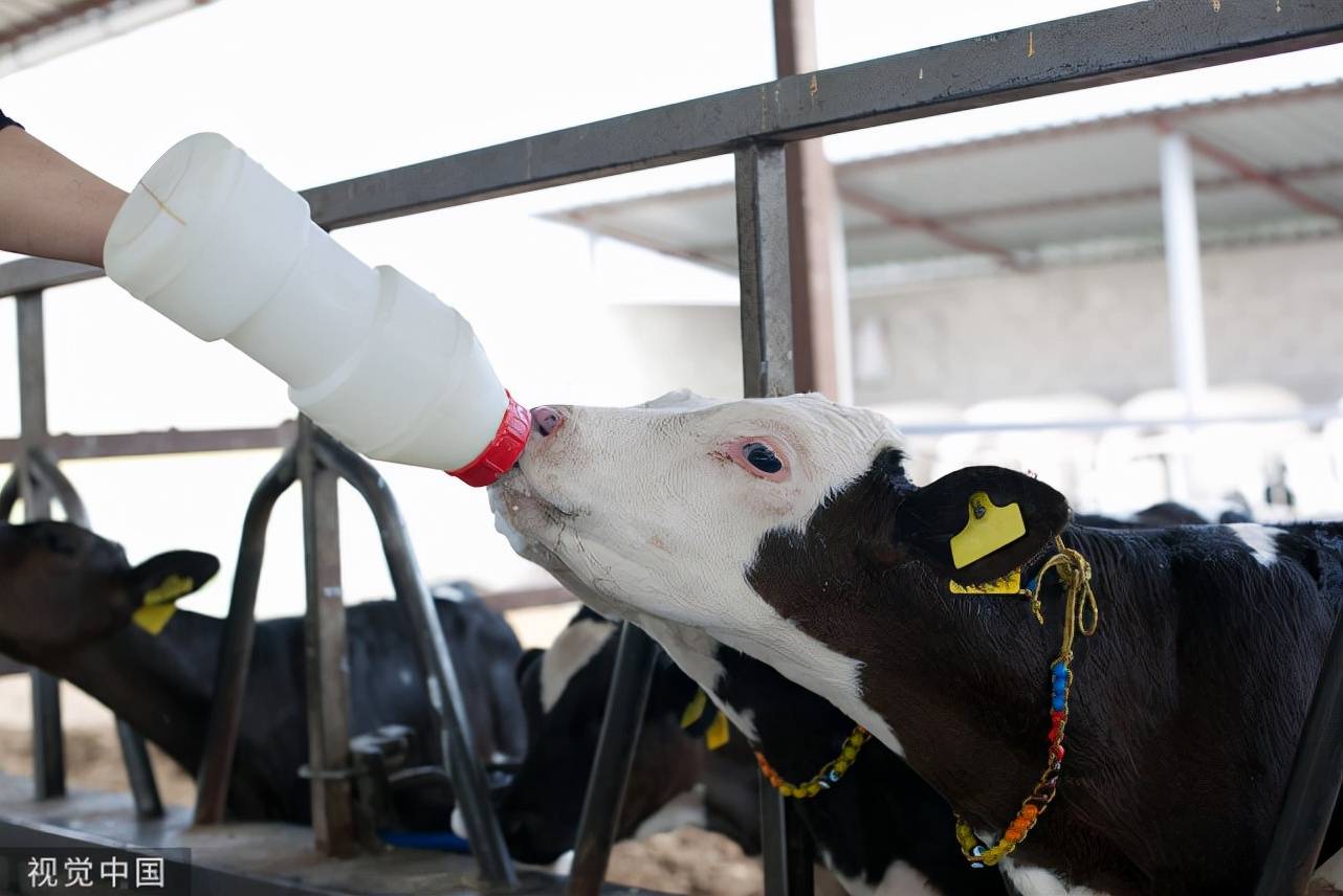 呼吸系统疾病犊牛呼吸系统疾病的原因有多种,包括饲养管理不当,养殖
