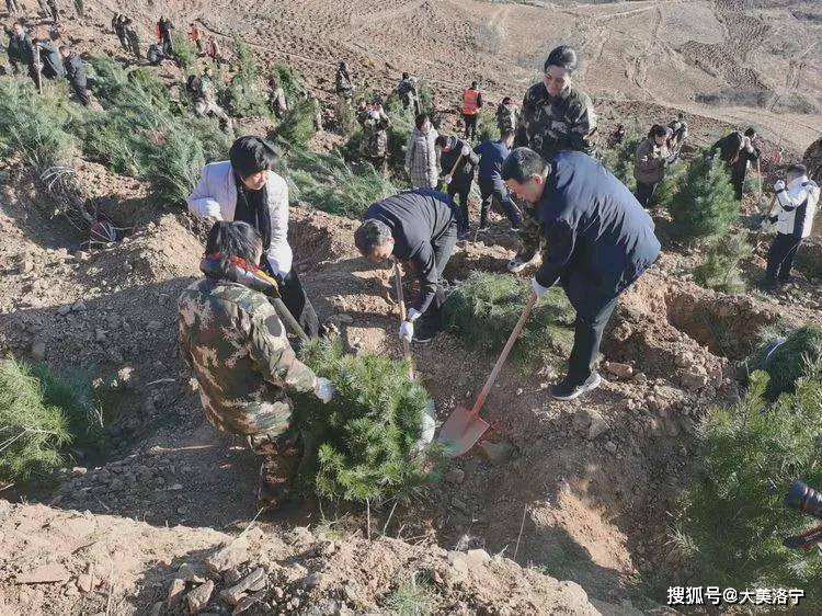 12月4日,省,市,县三级联动冬季全民义务植树活动正式启动,洛宁县委