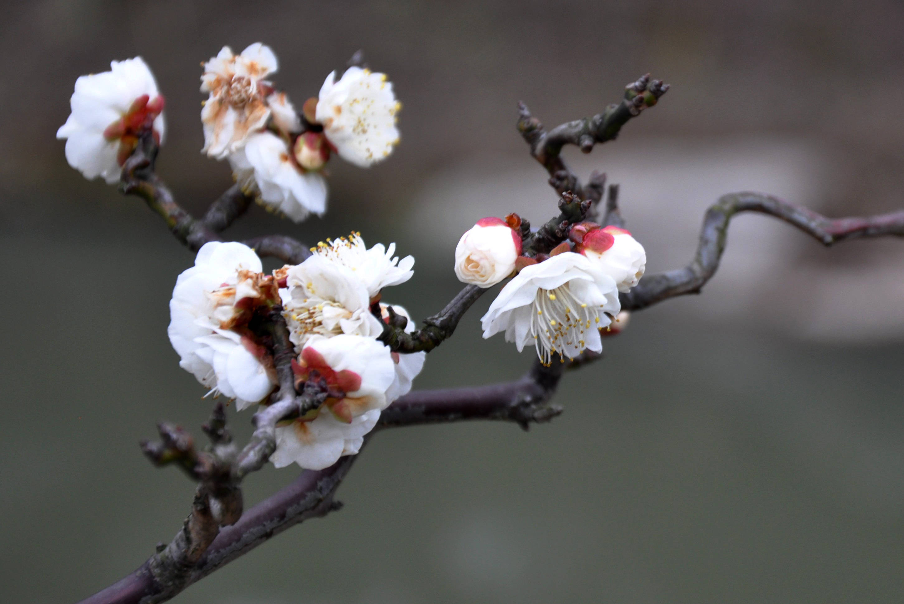 【王蒙文学院61专栏签约诗人】《今冬,不再写雪》文