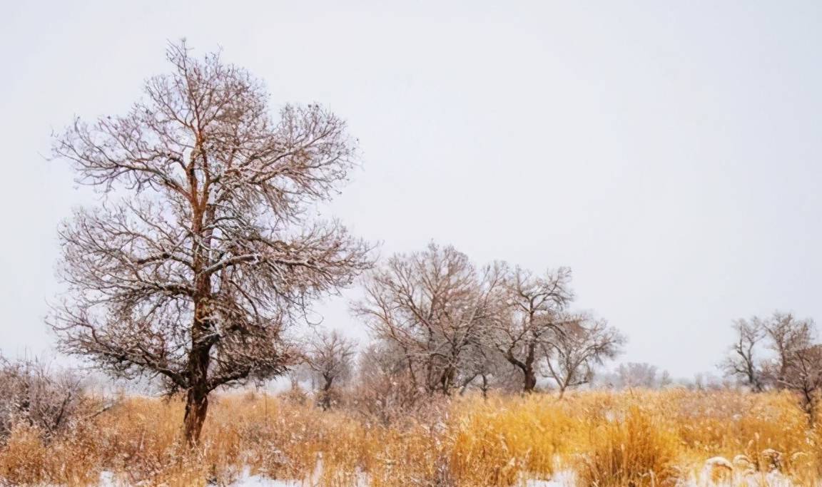 原创新疆冬季最值得去观赏的胡杨林雪景美成一幅画摄影爱好者必来