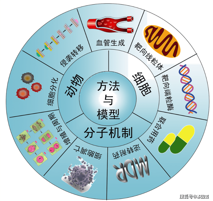 经验分享如何为疾病建立精准的药效评价模型