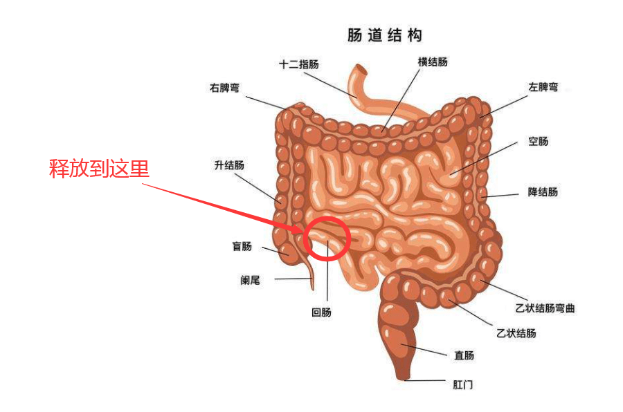 采用了特殊的工艺技术,口服后,靶向释放于回肠末端——也就是小肠的