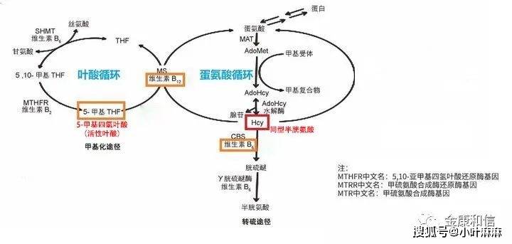 以活性叶酸为甲基供体,在蛋氨酸合成酶(ms)的作用下,以维生素b12为辅