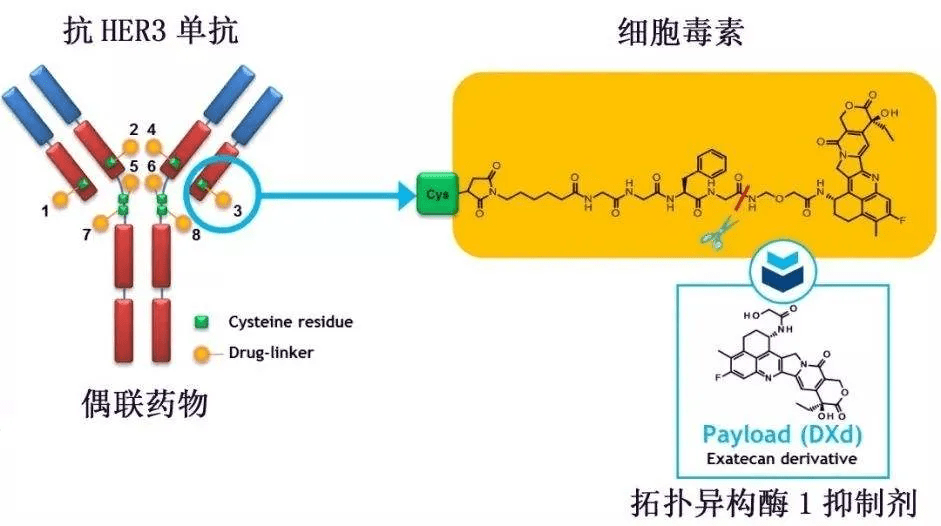 原创奥希替尼耐药后新方案her3dxd获美fda授予突破性疗法认定