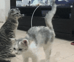 原创公猫像人一样站着眼睛盯空气看表情凝重网友快跑要出事