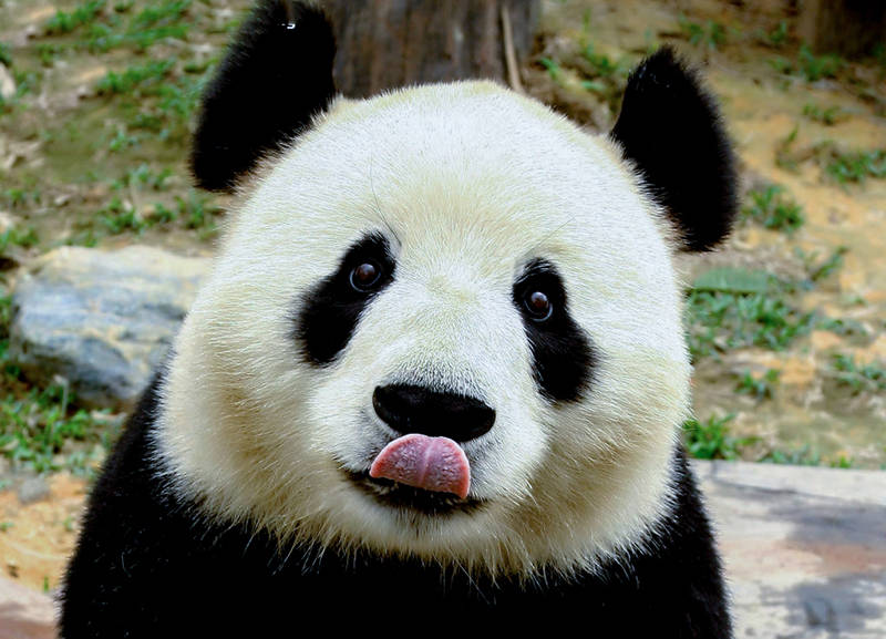 原创憨厚老实的大熊猫能轻松单挑藏獒它的战斗力有多恐怖
