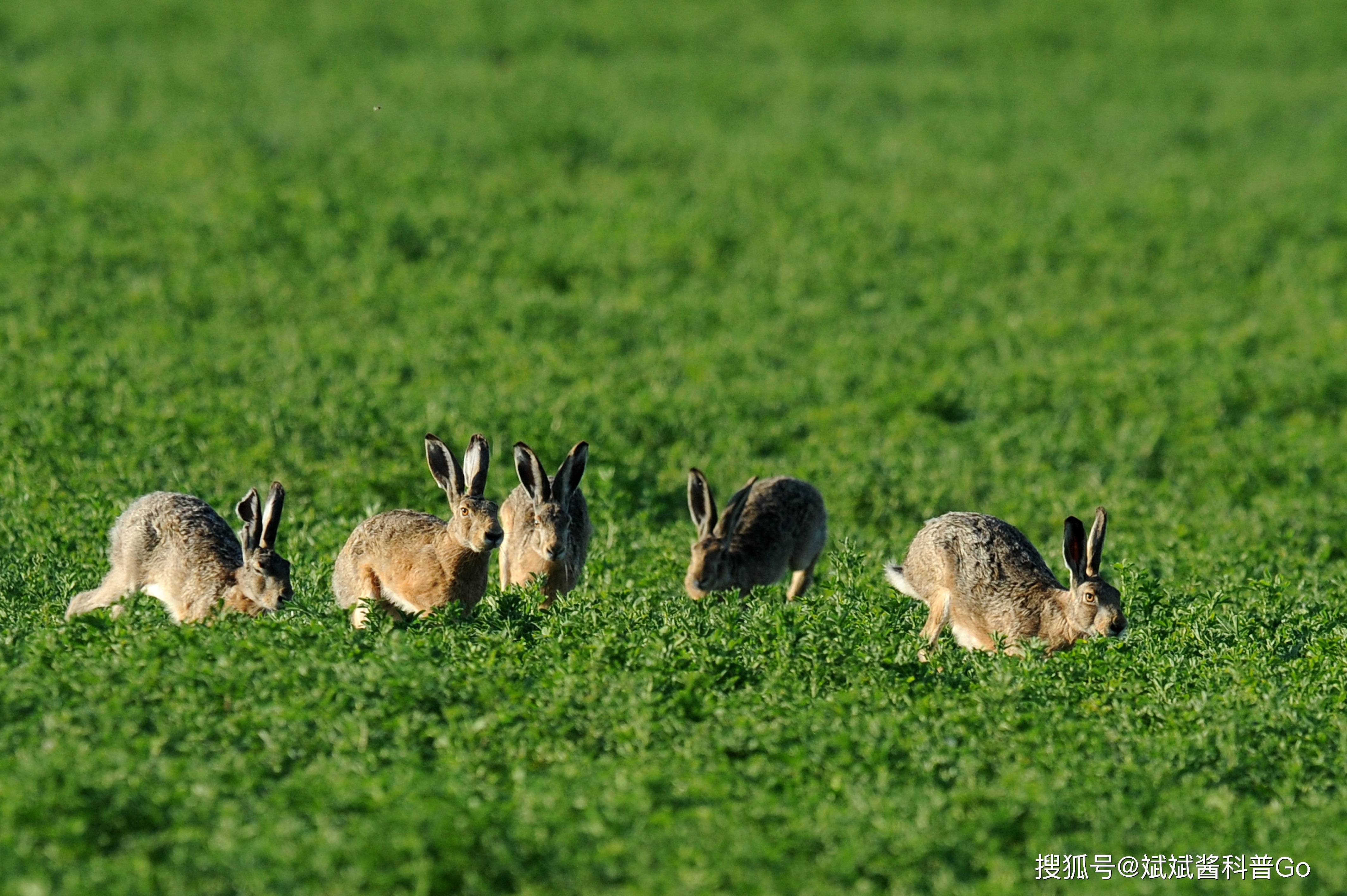 24只兔子去澳洲为何能繁衍到百亿只近亲繁殖为何失效