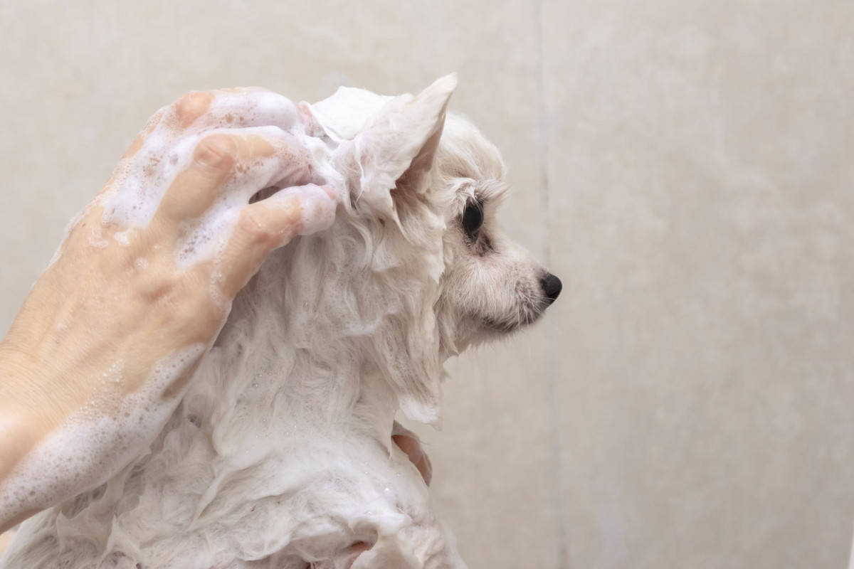 辟谣:给狗狗洗澡浴液越多洗的越干净?小心引起狗狗病