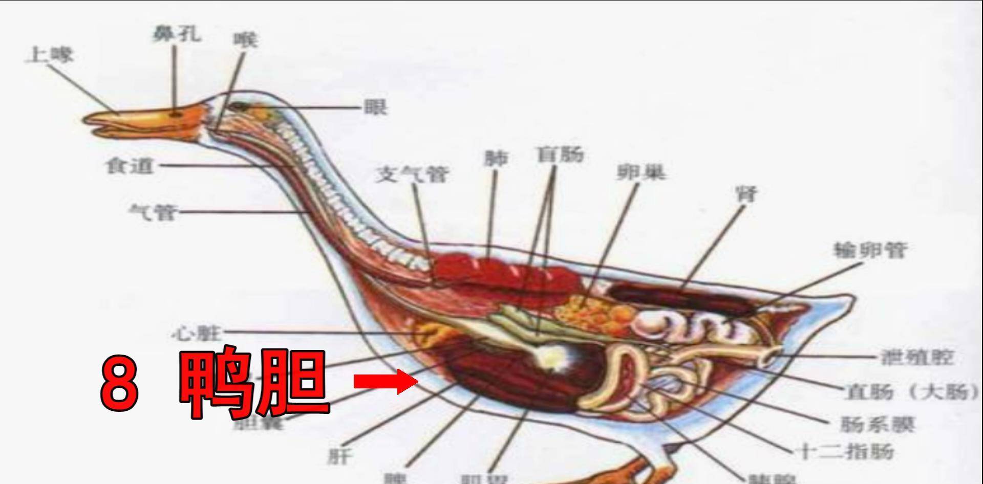 鸭子有十个地方毒素最重,不要随便吃,23年一级大厨专业详解_食用_内脏