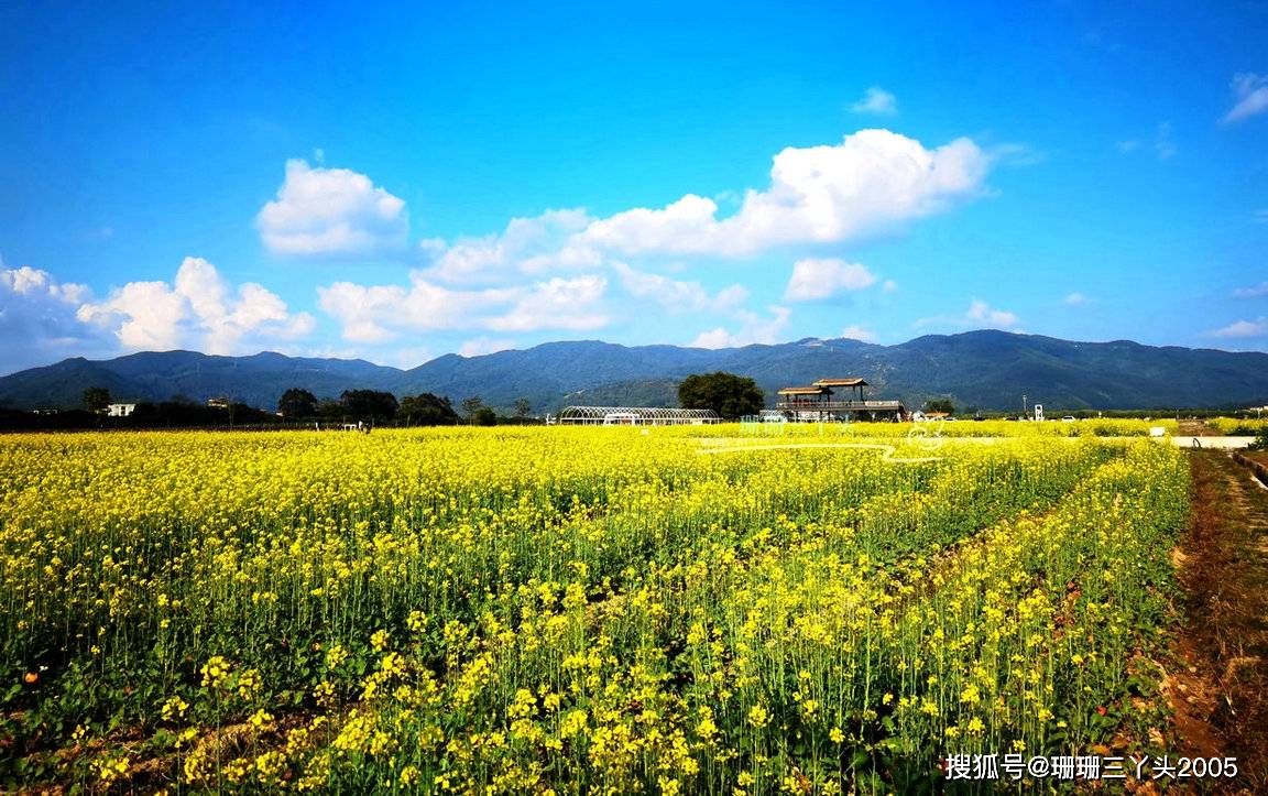 绽放大片金黄的花浪广州地铁旁的乡村油菜花开了春色渐露