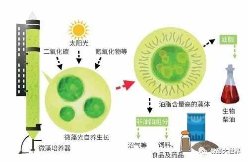 可以有效去除污水中的氮,磷,重金属离子及有毒物质,这使得微藻污水