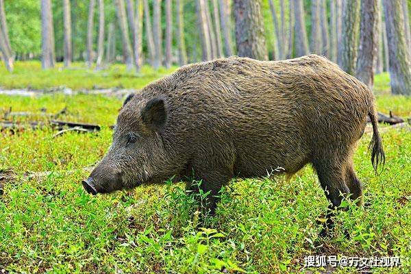 一位长期研究野猪的专家称,尽管每一天公野猪都有机会和任意一头母