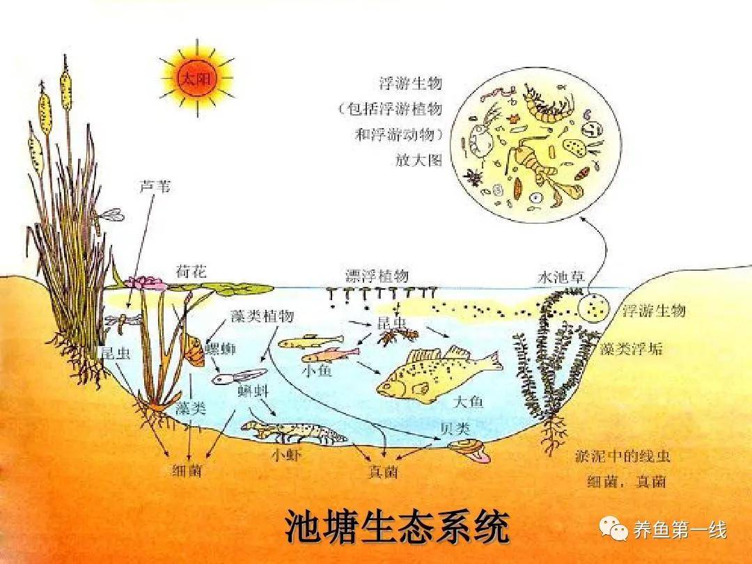 习见淡水生物手绘图册129208页众多的淡水生物浮游动物