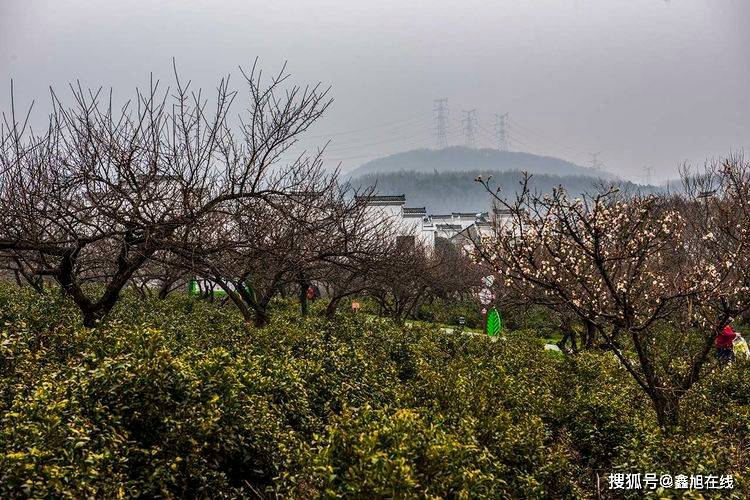 溧水梅园探梅 最是赏梅佳处_傅家边_梅花山_标题