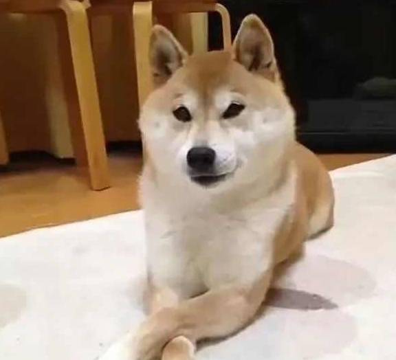 正确引导才能纠正!_交流_安全感_行为