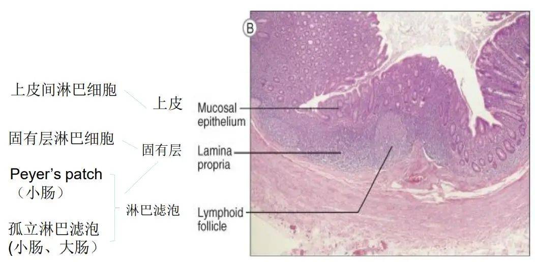 肠道免疫一般为无包膜的淋巴组织弥散地分布于黏膜固有层或形成完整