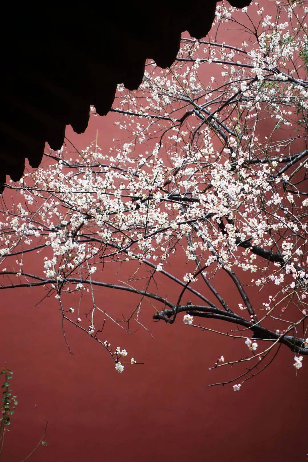 绕着西湖走一圈,这四个赏梅地值得去_梅花正_钱王祠_郭庄