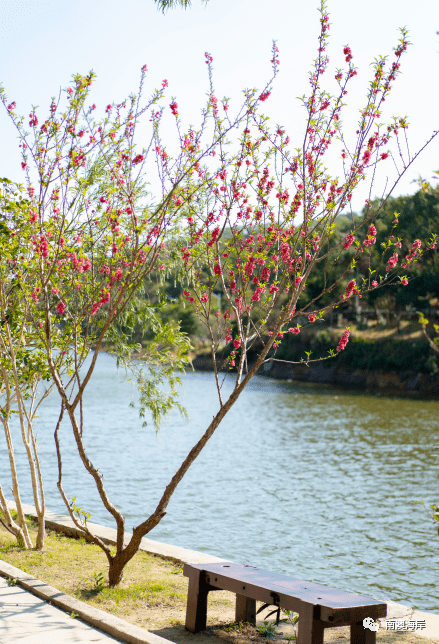 赏桃_桃花_海岛