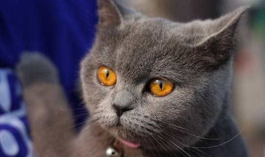 英国短毛猫一个月花费要多少!_主人_生活_毛发