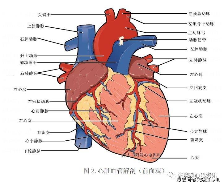 心脏解剖与传导系统_动脉_房室_部分