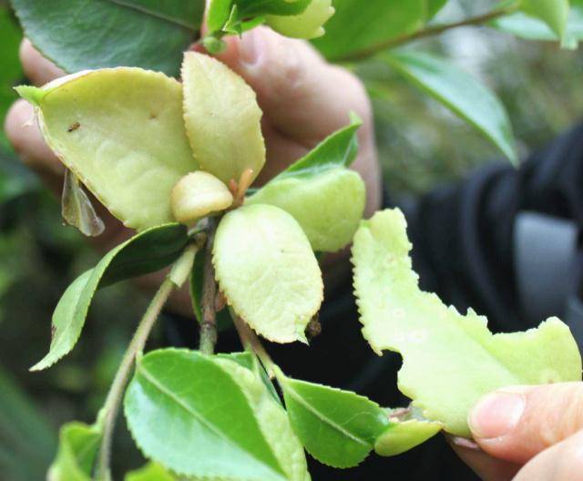 原创一种植物人称茶树耳朵可生吃比较稀少若您见到赶紧采摘