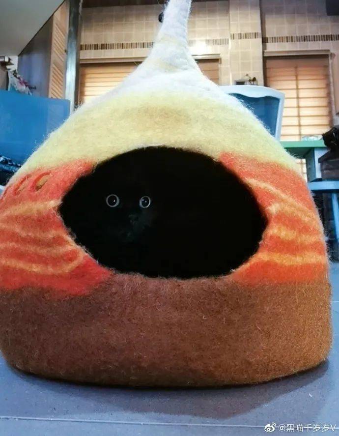 "我最爱的网红黑猫千岁岁回喵星球了,我很想念它"_猫咪_地方_全网