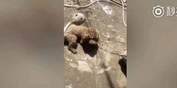 原创哈尔滨泰迪连咬两人狗主人竟用喷灯活活烧死为何如此残忍
