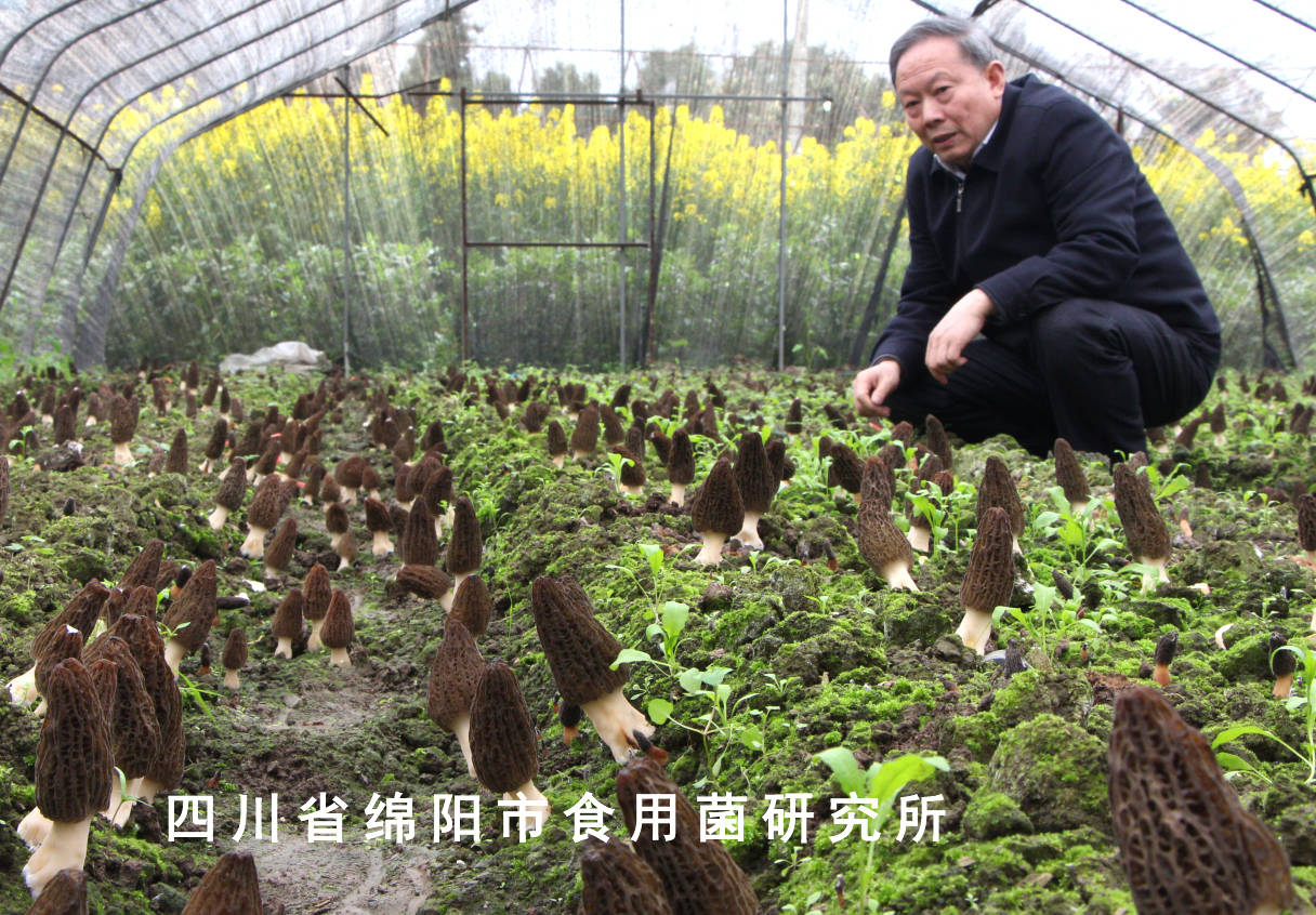 四川省绵阳市食用菌研究所朱斗锡教授讲解羊肚菌原基小菇死亡的原因