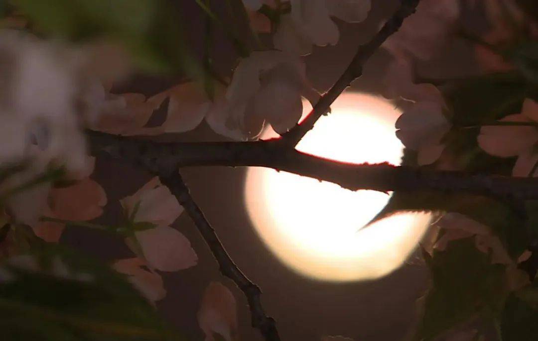 春天的月色很美充满了诗情画意在古诗词中邂逅春天的月色