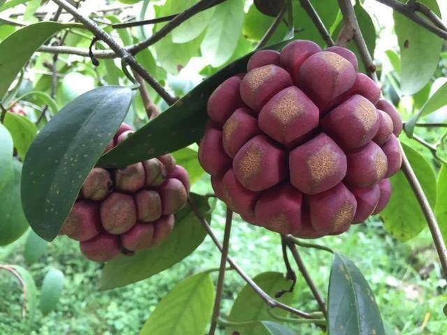 壁纸 矢量 水果 小果 植物 640_480