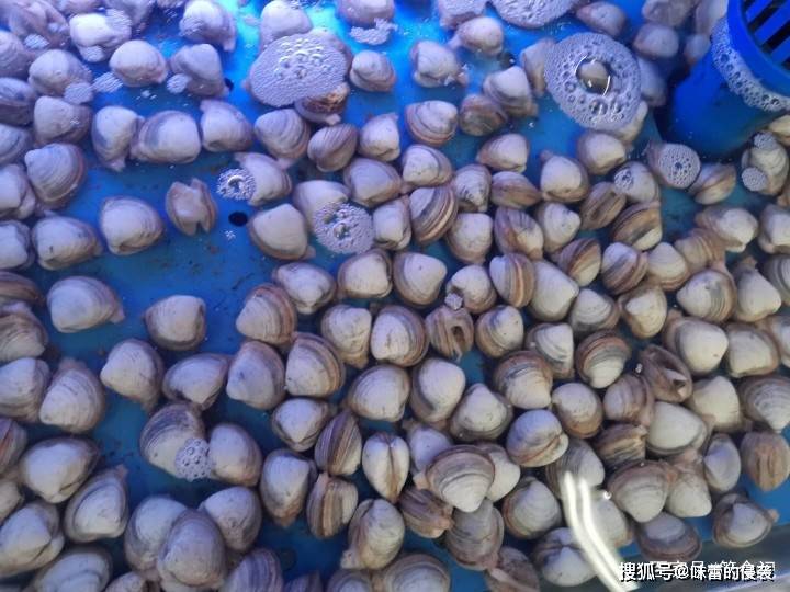 香醋,辣椒这3种食材,不管是白蛤,花蛤,还是黄皮,或者是其它品种的蛤蜊