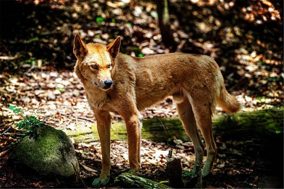 西藏雪藏一野犬,不是藏獒胜藏獒,一出生就干架,敢从狼嘴里抢食_母犬