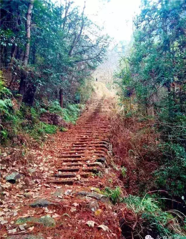 温州云岩岭古道,山峰奇秀,流水潺潺,百年古木林立,蔚为壮观_云岩村