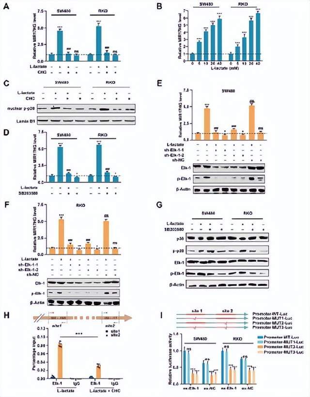 【文献解读】cerna 糖酵解_lncrna_细胞_相关