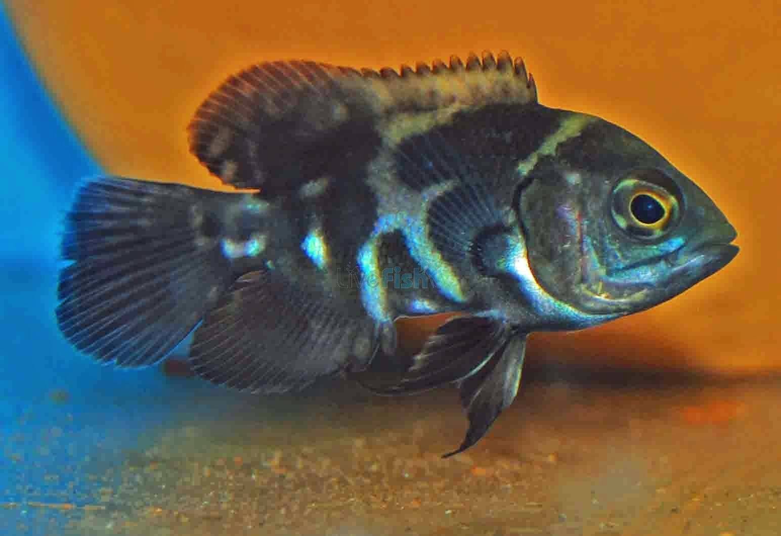 地图鱼有几种颜色,有哪些品种(2)_oscar_fish_体表