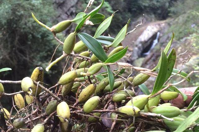 农村植物野草"果上叶,常见但珍贵价值大,请珍惜,止咳良药_鳞茎_石头