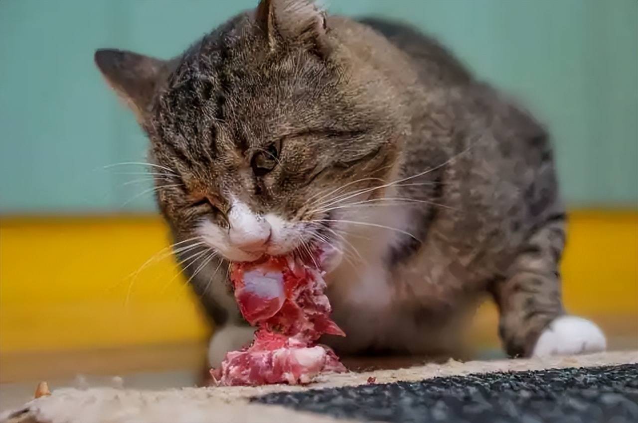 原创猫咪吃生骨肉好吗有几大好处