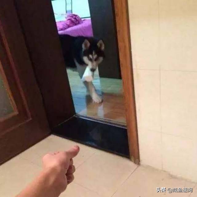 主人上厕所没带纸束手无措只能呼唤二哈二哈一脸嫌弃叼纸来